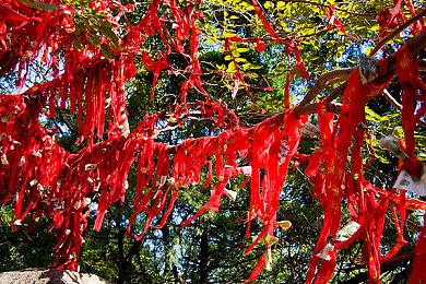 《宝可梦：朱紫》新泰拉挑战将开 波荡水与铁斑叶参战